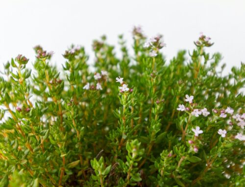 Wärme für die Bronchien. Thymian vulgaris