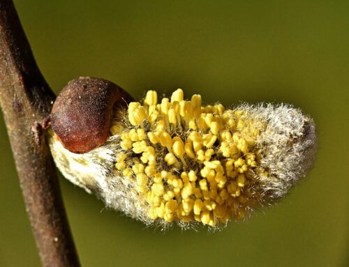 Allergien und Darm. Der Bauch entscheidet mit.